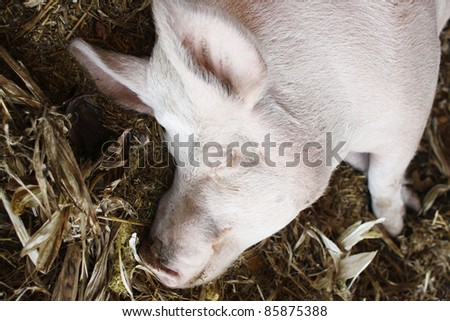 A sleeping pig in its pen.