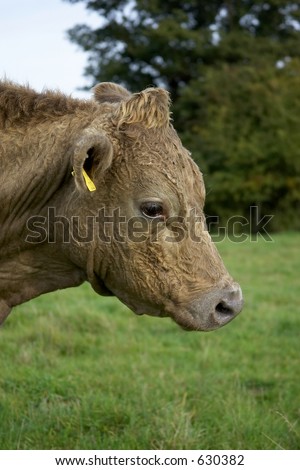 Cow Face