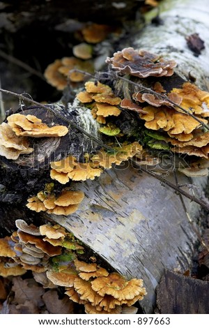 Log Fungus