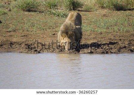 A large male lion drinks water from a small dam in Pilansberg nature reserve in South Africa.
