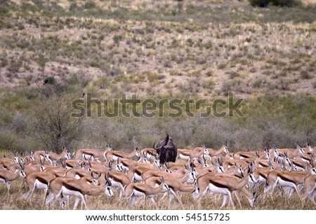 One lone blue wildebeest amongst springbuck, concept of standing out in a crowd