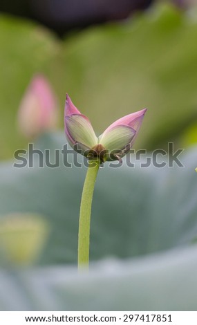 Twin lotus flowers on one stalk