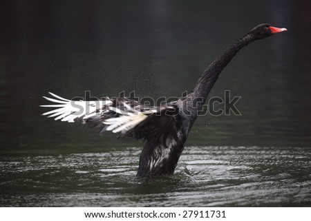 Black Swan Wings. stock photo : lack swan with