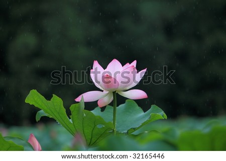 lotus in the rain