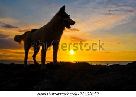 http://image.shutterstock.com/display_pic_with_logo/346861/346861,1236210900,8/stock-photo-silhouette-of-a-dog-at-sunset-26128192.jpg