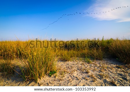 Wild sand beach landscape from the danube delta in romania