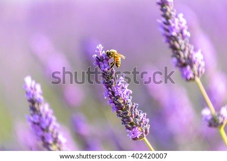 honey bee on a lavender flower, Provence