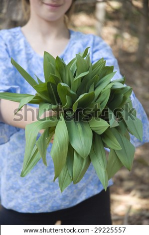 A girl holds up a arm full of wild ramps that she has just picked on a warm spring day in Vermont