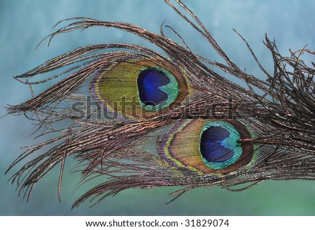 Peacock  feathers on the light background