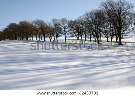 snow covered field with line of trees in winters sunshine and shadows