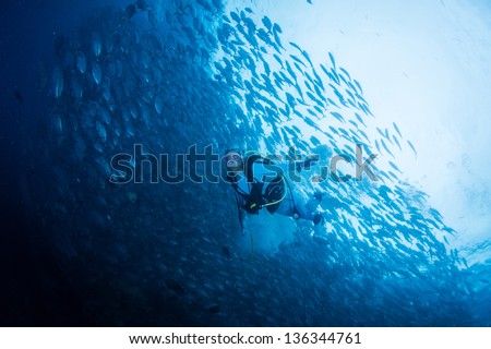 diving with school of jack fish