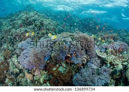 diving with schools of coral fish