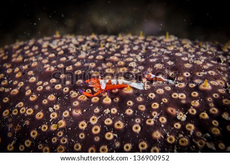 two Periclimenes imperator Emperor shrimp on the Bohadschia argus Sea cucumber