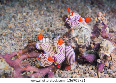 five nudibranchs on the coral