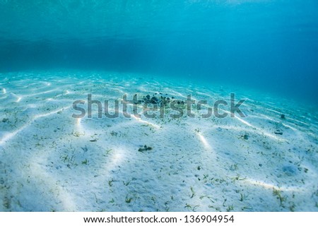 coral fish and sand underwater