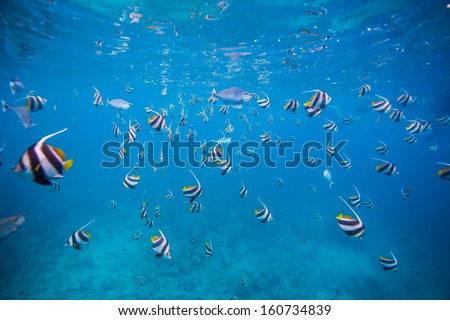 scuba diving with group of Butterfly fish