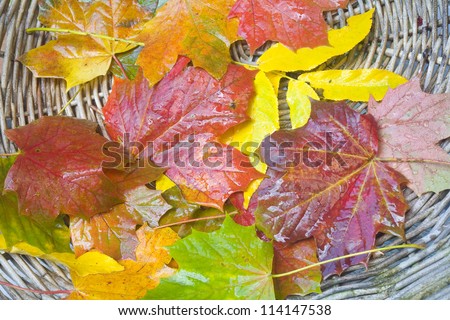 wet autumn leaves in a weathered basket after the rain