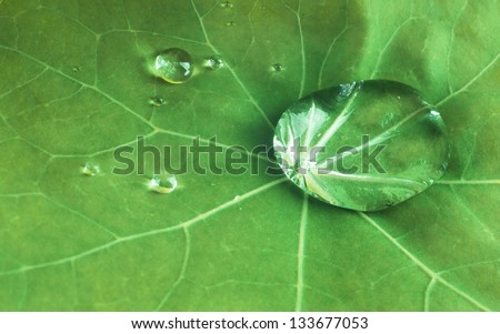 Close up of a water drop, dew drop, on a leaf ,nasturtium