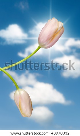 two delicate colored tulips, against blue sky, spring still life