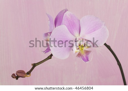 Pink orchid against pink painted grungy background, studio shot, flower portrait