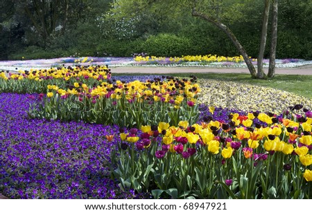 Beds of tulips in a public garden in the springtime