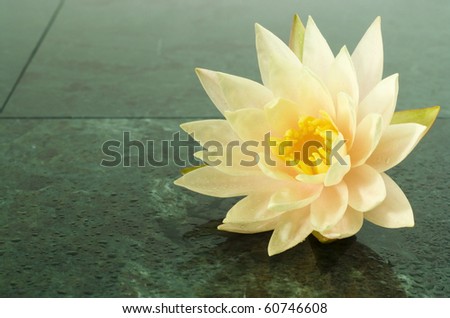 Water lily on the wet marble tiles