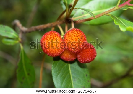 Arbutus unedo is an evergreen plant typical of the Mediterranean region. The fruit is a red aggregate drupe with a rough surface