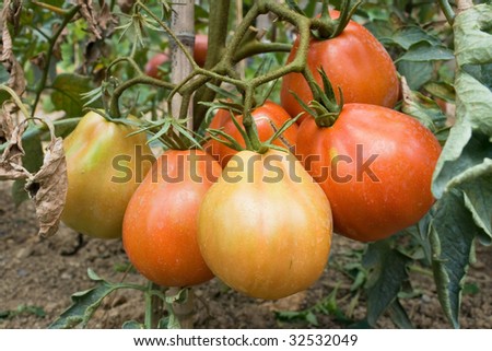 a group of ripe tomato in a biological cultivation