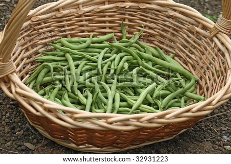 stock photo string beans in a wicker basket outdoor