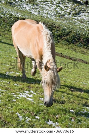 haflinger horse free in a high mountain pasture in italian dolomites, Sudtirol