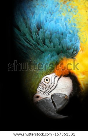 Digital painting of blue and gold macaw. The parrot is hanging upside down while looking directly at the viewer. Isolated on black with a vertical composition leaves room to create copy space.