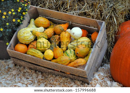 Fall harvest scene with gourds in a wooden crate