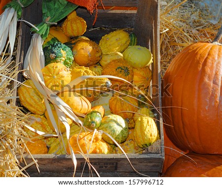 Fall harvest scene with pumpkins side-lit by the sun