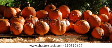 Banner shaped pumpkins in morning sunshine. The bright sunshine is coming from the left and is falling across the pumpkins, creating highlights and shadows. There are wood shavings on the ground.