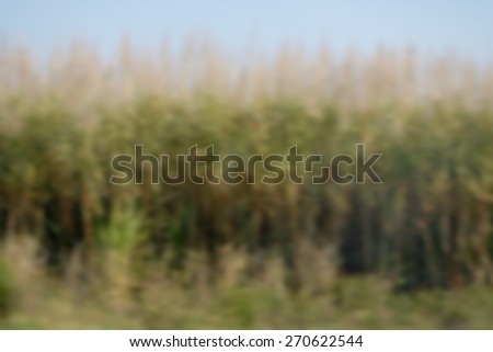 Background blur of sugar cane field on a sunny day. Tall crop is ready for harvest. Useful for agriculture, farming or harvest concept. Sugarcane is a tropical, perennial grass. Horizontal composition