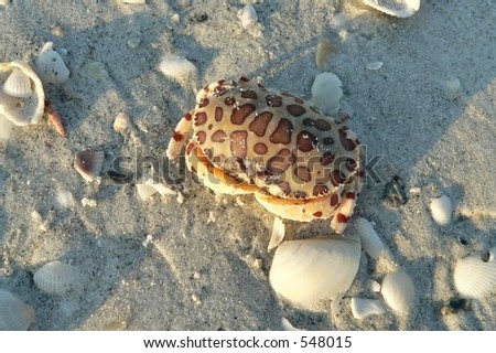 Spotted Shell