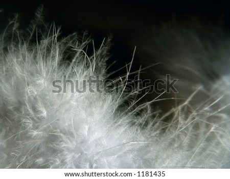 macro of white feather boa on dark background