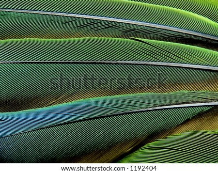 Macro of blue and green parrot flight feathers good for background, abstract, or texture