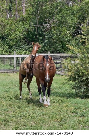 animal - horse - bay mare with foal playing