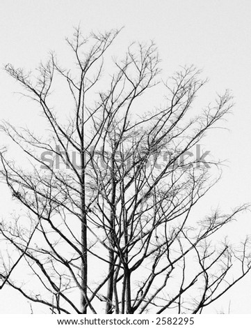 Black and white winter scene of completely bare oak tree