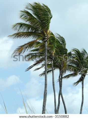 Palms blowing in a stiff wind against cloudy sky signals the approach of tropical weather. Vertical image has the wind blowing from the right to the left. There are five palm trees and some sea grass