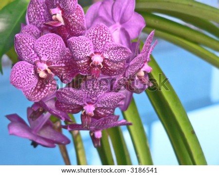 Purple orchid with pool in background. The green leaves and stems create a pattern across the blue of the pool, which is out of focus. The smaller orchid blossoms are in a dense cluster.