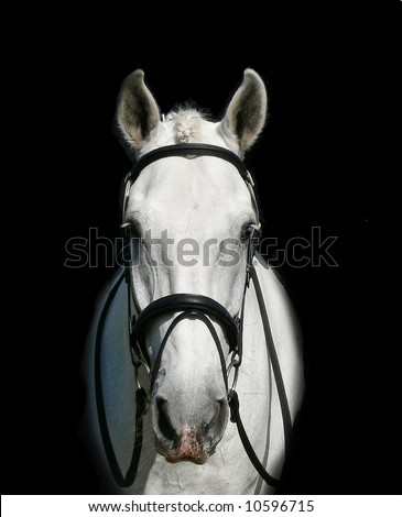 head shot of white horse isolated on black background