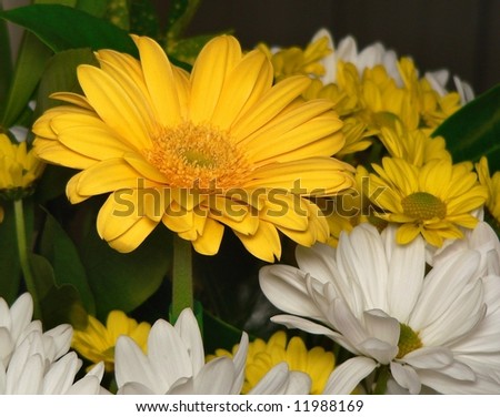 Bright yellow gerbera daisy surrounded by other daisies in yellow and white