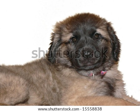 Leonberger Puppies on Old Leonberger Leonberger Leonberger Leonberger Leonberger Leonberger