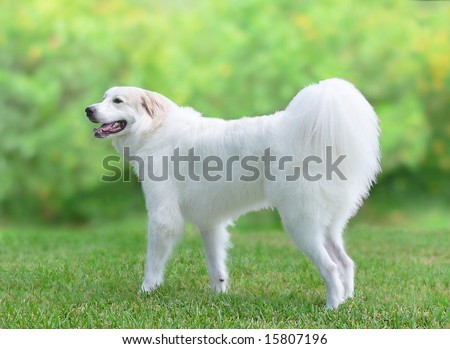 Great Pyrenees young adult dog in profile. The large, white dog is standing on a green lawn with a thick hedge blurred in the background. It is standing, pointed to the left and has a doggie smile