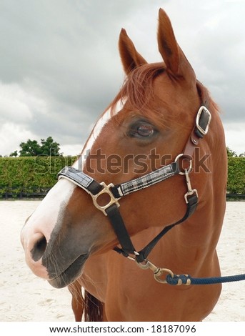 A Halter