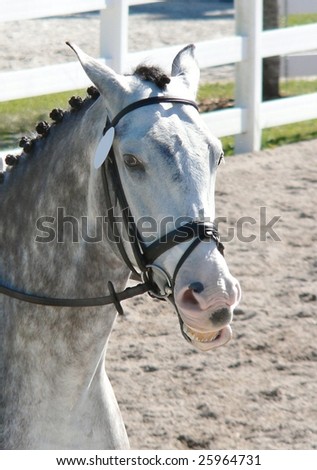 Silly image of grey horse head-shot looks like horse is laughing