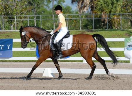 Summertime dressage without a jacket as a woman and her bay horse compete