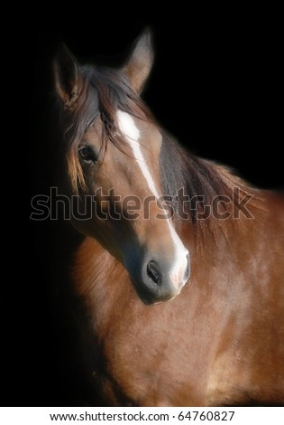 Portrait of a bay colored Shire/Quarter Horse cross mare lit from the side and isolated on black with extra portrait softening for artistic purposes
